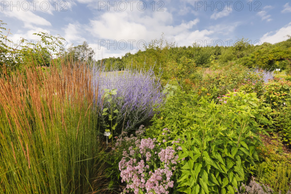 Grasses, blue rue (Perovskia atriplicifolia), silver shrub, silver perovskia, purple flowers, filigree shrub, bed, various plants, Botanical Garden of the University of Ulm, Baden-Württemberg, Germany