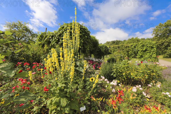 Mullein (Verbascum), bed, various plants, flowers, Botanical Garden of the University of Ulm, Baden-Württemberg, Germany