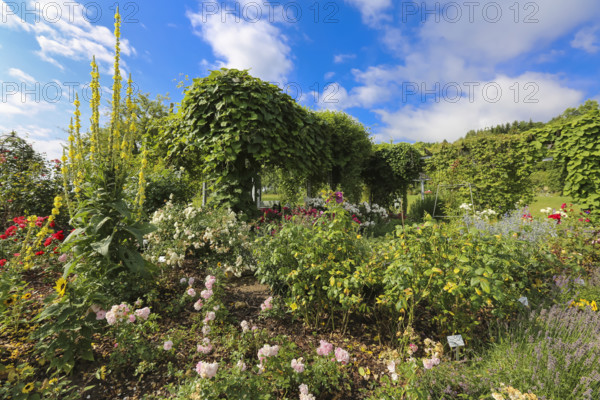 Climbing plants, various plants, mullein (Verbascum) on the left, bed, Botanical Garden of the University of Ulm, Baden-Württemberg, Germany