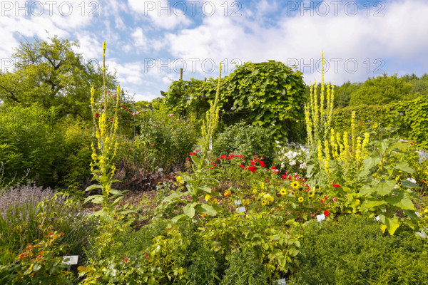 Mullein (Verbascum), climbing plants at the back, various plants, bed, Botanical Garden of the University of Ulm, Baden-Württemberg, Germany