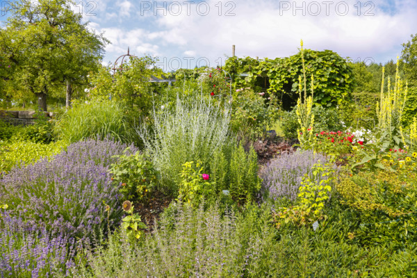 Bed, various plants, mullein (Verbascum) at the back right, Botanical Garden of the University of Ulm, Baden-Württemberg, Germany