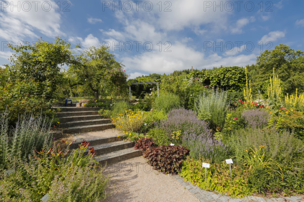 Stairs, path, climbing plants, various plants, mullein (Verbascum) at the back right, bed, Botanical Garden of the University of Ulm, Baden-Württemberg, Germany