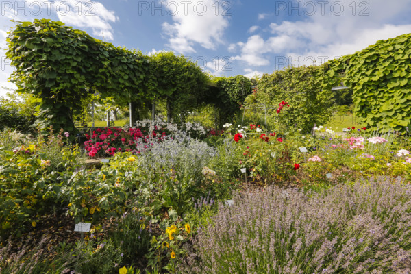Roses (Rosa), pergola with climbing plants, various plants, lavender (Lavandula angustifolia) in bloom, bed, rose garden, Botanical Garden of the University of Ulm, Baden-Württemberg, Germany