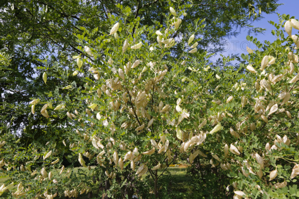 Common bladderwort (Colutea arborescens), fruits, Botanical Garden of the University of Ulm, Baden-Württemberg, Germany