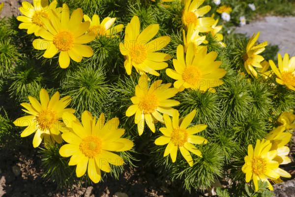 Adonis (Adonis), Ranunculaceae, yellow flowers, Botanical Garden of the University of Ulm, Apothecary Garden, Baden-Württemberg, Germany