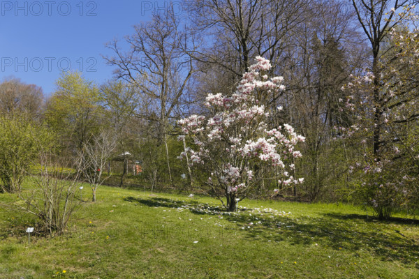 Magnolia, magnolia tree, ornamental shrub, spring bloomer, white flowers, pink-coloured, in the Botanical Garden of the University of Ulm, Baden-Württemberg, Germany