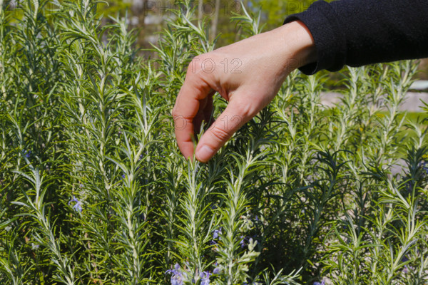 Rosemary (Salvia rosmarinus), herb garden, apothecary garden, Frauenhand, Botanical Garden of the University of Ulm, Baden-Württemberg, Germany