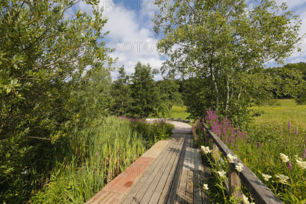 Wooden walkway on pond, wetland, pond, body of water, small lake, grasses, meadow, lawn, Ulm University Botanical Garden, Baden-Württemberg, Germany