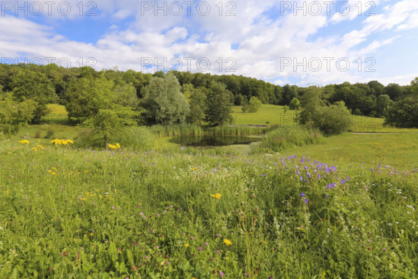 Pond, wetland, pond, body of water, small lake, grasses, meadow, lawn, Ulm University Botanical Garden, Baden-Württemberg, Germany