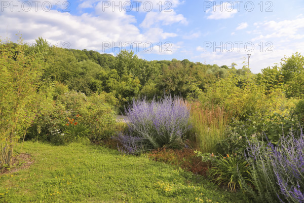 Blue rue (Perovskia atriplicifolia), silver bush, silver perovskia, purple flowers, filigree shrub, bed, Botanical Garden of the University of Ulm, Baden-Württemberg, Germany