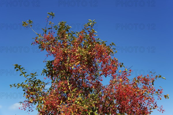 European monkshood (Euonymus europaeus), flowering shrub, red flowers in autumn, blue sky, Großengstingen cemetery, Engstingen municipality, Reutlingen district, Swabian Alb, Baden-Württemberg, Germany