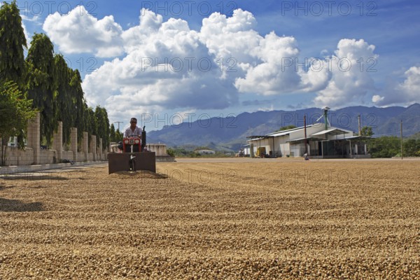 Guatemalan man spreading coffee beans with a machine to dry, coffee plantation in Jutiapa department, Guatemala