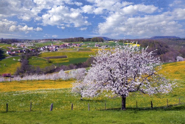 Blooming cherry trees near Kilchberg, Canton of Basel-Landschaft, Switzerland