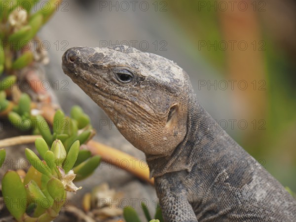 Close-up of a Gran Canaria giant lizard (Gallotia stehlini) next to green vegetation, the head shown in detail, Gran Canaria, Canary Islands, Canary Islands, Spain
