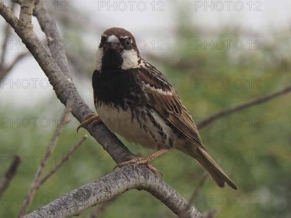 A sparrow, willow sparrow (Passer hispaniolensis), curiously observing the surroundings from a branch, Gran Canaria, Canary Islands, Canary Islands, Spain