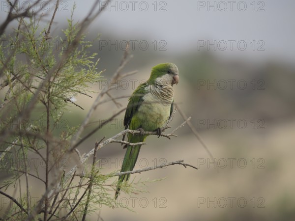 Green monk parakeet (Myiopsitta monachus) sitting quietly on a branch in a dry landscape, Gran Canaria, Canary Islands, Canary Islands, Spain