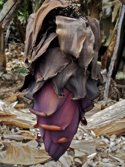 Large purple banana flower of Canary Island banana (Musa acuminata colla) with wilted leaves, La Palma, Canary Islands, Canary Islands, Spain