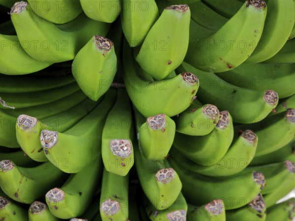 Detailed view of green Canary bananas (Musa acuminata colla) with visible fruit structure, La Palma, Canary Islands, Canary Islands, Spain
