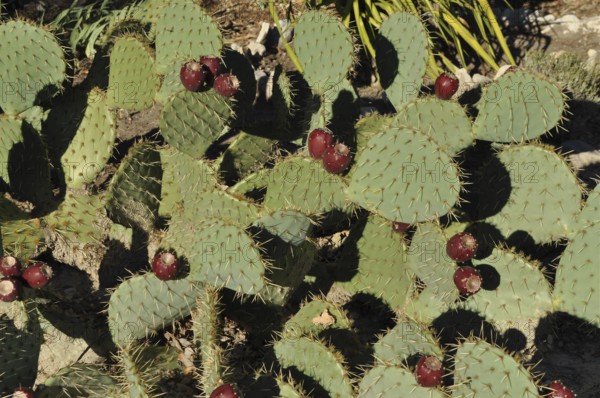 Group of green cactus leaves with red fruits and spines, prickly pear cactus (Opuntia ficus-indica), in sunlight, Canary Islands, Spain