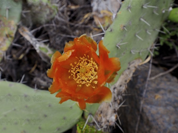 Orange flower on a green, prickly cactus, prickly pear (Opuntia ficus-indica), in front of a stony background, La Palma, Canary Islands, Spain