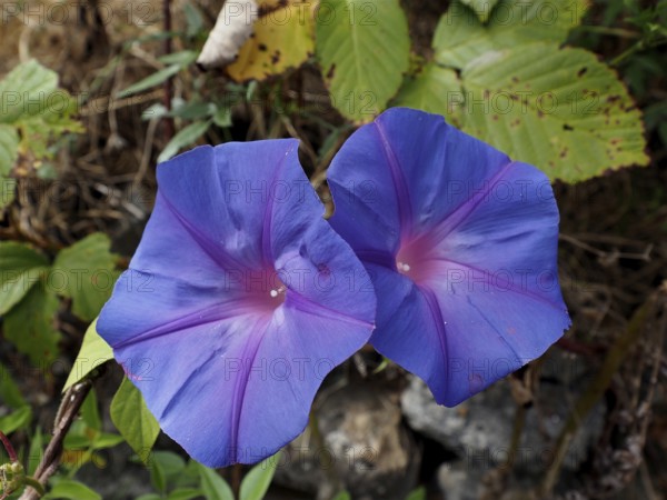 Two blue to purple bindweed flowers, Ipomoea nil (Ipomoea indica), against a background of green leaves, La Palma, Canary Islands, Canary Islands, Spain