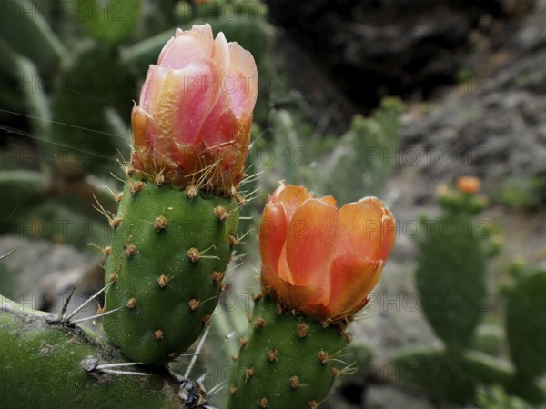 Two orange-coloured flowers on a green prickly pear (Opuntia ficus-indica) outdoors, La Palma, Canary Islands, Spain