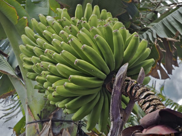 Close-up of green banana bunch of Canary Island banana (Musa acuminata colla) on an outdoor banana tree, La Palma, Canary Islands, Canary Islands, Spain