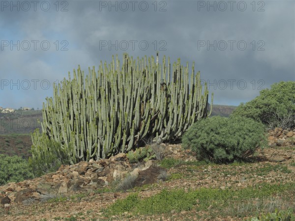 Large cactus, Canary Island spurge (Euphorbia canariensis), in a dry, rocky landscape under a cloudy sky, Gran Canaria, Canary Islands, Canary Islands, Spain