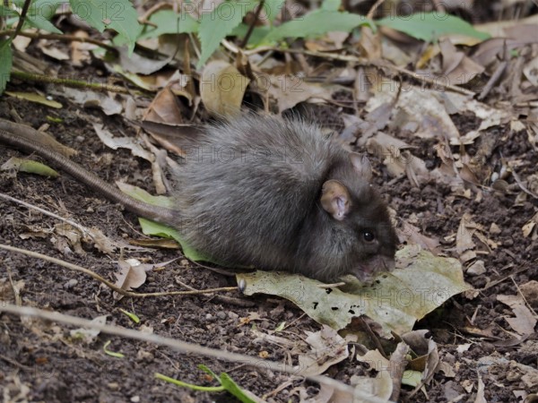 A Norway rat (Rattus norvegicus) with fuzzy fur exploring the forest floor, La Palma, Canary Islands, Canary Islands, Spain