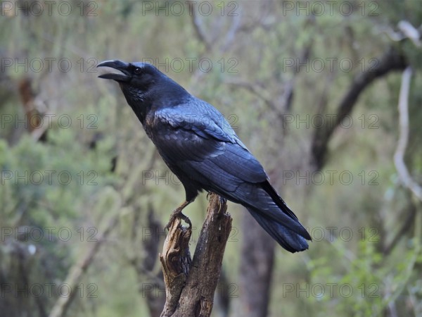 A Canary Raven (Corvus corax canariensis) sitting on a tree stump in the forest, La Palma, Canary Islands, Canary Islands, Spain