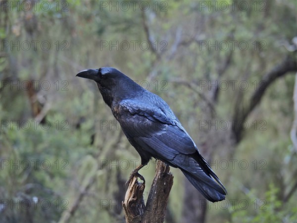 Canary Island Raven (Corvus corax canariensis) sitting on a branch in a green, wooded environment, La Palma, Canary Islands, Canary Islands, Spain