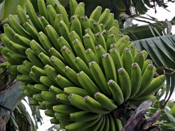 Close-up of a green banana bunch of Canary Island banana (Musa acuminata colla) with view of the fruit tips, La Palma, Canary Islands, Canary Islands, Spain