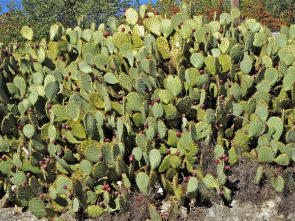 Large cluster of green cacti with red fruits, prickly pear (Opuntia ficus-indica), in front of a blue sky, Gran Canaria, Canary Islands, Canary Islands, Spain