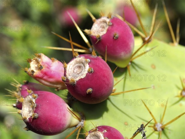 Red cactus fruits with spines on a green cactus, prickly pear (Opuntia ficus-indica), in sunlight, Gran Canaria, Canary Islands, Canary Islands, Spain