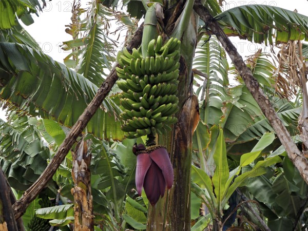 Banana bunch of Canary banana (Musa acuminata colla) surrounded by large green leaves of a banana tree, La Palma, Canary Islands, Canary Islands, Spain