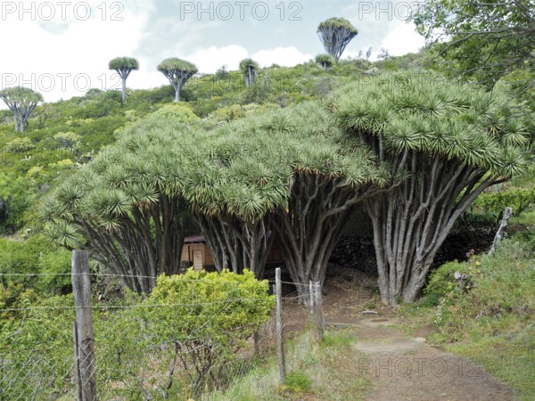 Dense forest of Canary Islands dragon trees (Dracaena draco) in a green landscape with scattered specimens in the background, La Palma, Canary Islands, Canary Islands, Spain