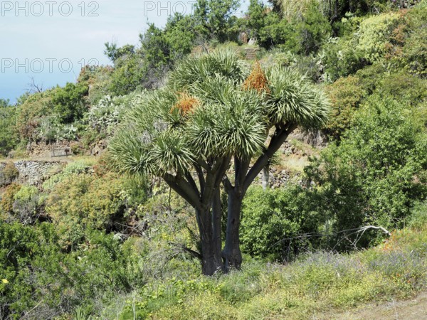 Large Canary Islands dragon tree (Dracaena draco) on a hilly, green terrain under a sunny sky, La Palma, Canary Islands, Canary Islands, Spain