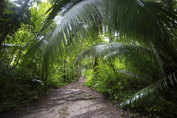 Trail through the rainforest or jungle at the Seibal or El Ceibal Archaeological Site, Mayan Ruined City, Lowlands, Petén Department, Guatemala