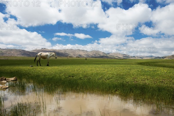 Plateau with horses and mules, near Ifrane, High Atlas, Morocco