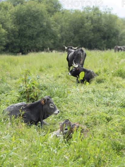 Calves and adult cattle resting in a green summer pasture with trees in background