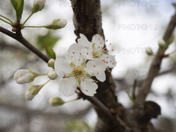 Delicate white plum flowers and buds opening on a tree branch in a natural garden