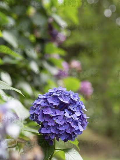Purple hydrangea blossom growing within a lush green summer garden
