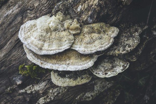 Hairy bracket (Trametes hirsuta) a common tree fungus in Germany, Hegau, district of Constance, Baden-Württemberg, Germany