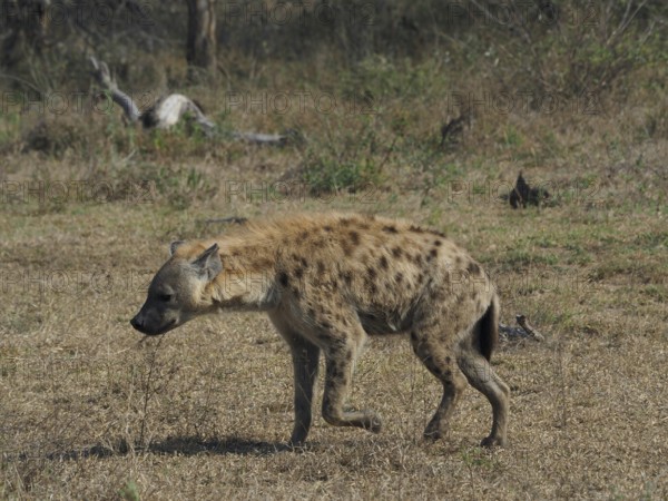 A hyena, spotted hyena (Crocuta crocuta), walks alone through the dry savannah, Kruger National Park, South Africa