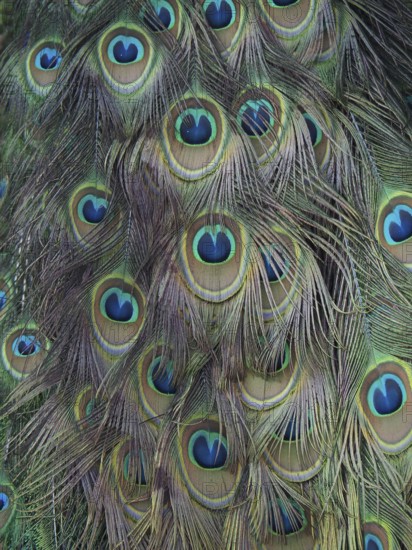 Colourful peacock feathers of Scalloped ribbonfish (Pavo cristatus) with a distinct eye pattern, South Africa