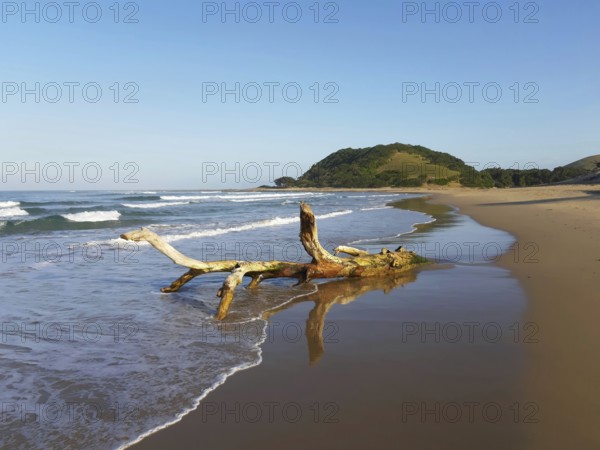 A piece of driftwood on a quiet beach with gentle waves and a blue sky, Coffee Bay, Wild Coast, Eastern Cape, South Africa