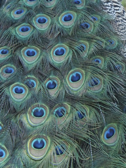 Detailed close-up image of the colourful peacock feathers of Indian peafowl (Pavo scalloped ribbonfish), South Africa