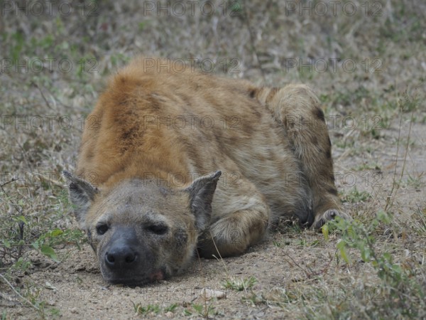 Hyena, spotted hyena (Crocuta crocuta), lying quietly on the ground in a dry, natural environment, Kruger National Park, South Africa