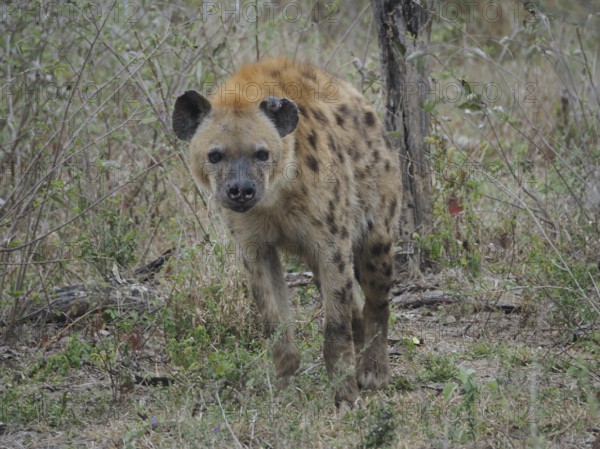 A hyena, spotted hyena (Crocuta crocuta), stands vigil in a dry forest landscape surrounded by plants, Kruger National Park, South Africa