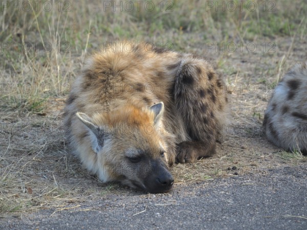 A hyena, spotted hyena (Crocuta crocuta), lying asleep on the ground of a dirt road, Kruger National Park, South Africa